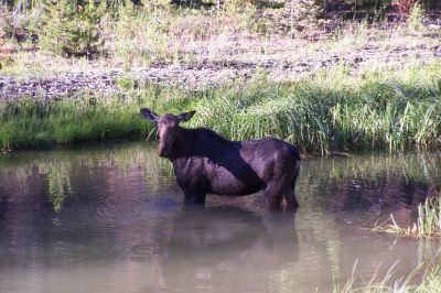 Yankee Fork Moose